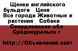 Щенки английского бульдога › Цена ­ 40 000 - Все города Животные и растения » Собаки   . Свердловская обл.,Среднеуральск г.